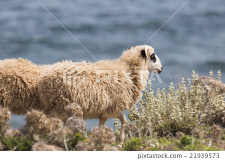 Domestic sheeep n mountains on Greek island Crete. Domestic sheeep n mountains on Greek island Crete. 21939573