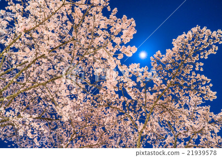 Moonlight's evening cherry tree Moonlight's evening cherry tree 21939578