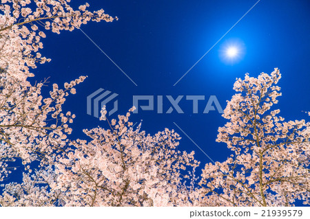 Moonlight's evening cherry tree Moonlight's evening cherry tree 21939579