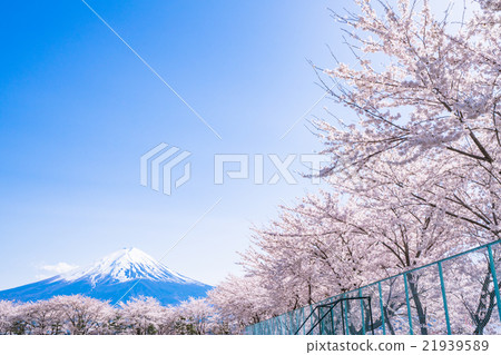 Mt. Fuji and cherry blossoms in full bloom Mt. Fuji and cherry blossoms in full bloom 21939589