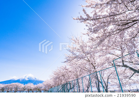 Mt. Fuji and cherry blossoms in full bloom 21939590