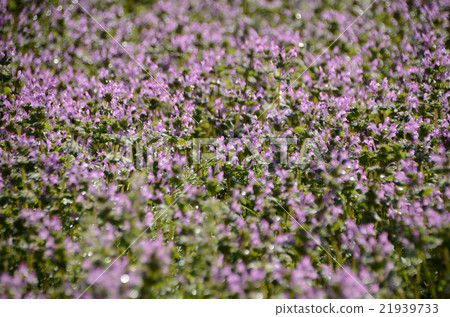 Hotokenoza花包裹在滴 Hotokenoza花包裹在滴 21939733