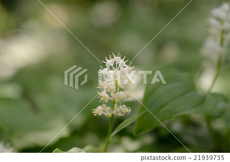 Maizurusou · Maizuru grass flowers 21939735