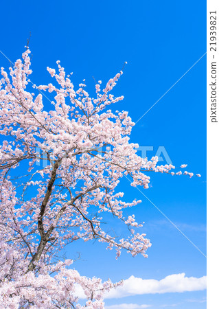 [Sa玉] o山公園，櫻花勝地 21939821