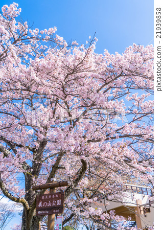 [Sa玉] o山公園，櫻花勝地 21939858