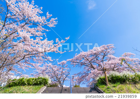 [Sa玉] o山公園，櫻花勝地 21939859