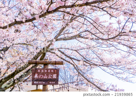 [Saitama] Minoyama Park, a famous spot for cherry blossoms 21939865