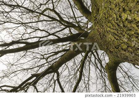 Tree outline with branches. Tree outline with branches. 21939903