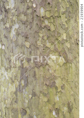 Tree bark of a Sycamore tree. 21939904