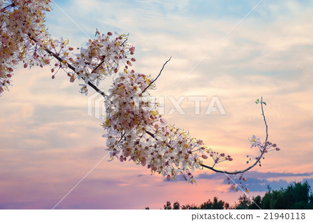 Cassia bakeriana flowers bloom Cassia bakeriana flowers bloom 21940118
