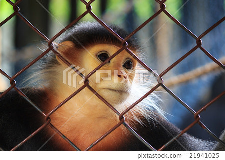 Sad Red-shanked Douc behind the Cage 21941025