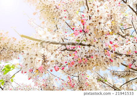 Wishing Tree, Pink Showe, Cassia Bakeriana Craib. Wishing Tree, Pink Showe, Cassia Bakeriana Craib. 21941533