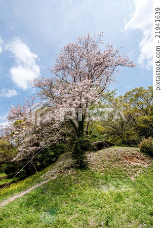 A trip to Kyushu, I introduce the tower trace of Dazaifu. 21941639