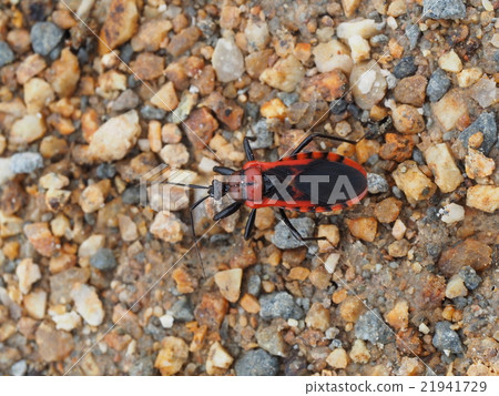 red striped tortoise 21941729