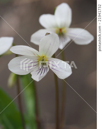 Ariake violet 21941732