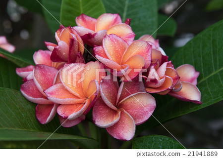 plumeria flower,select focus 21941889