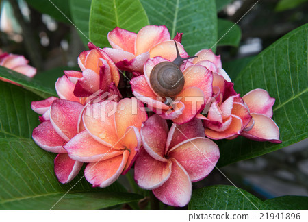 plumeria flower with snail,select focus. 21941896