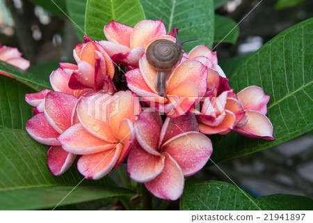 plumeria flower with snail,select focus. 21941897