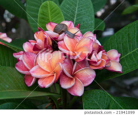 plumeria flower with snail,select focus. 21941899