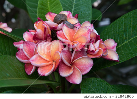 plumeria flower with snail,select focus. 21941900