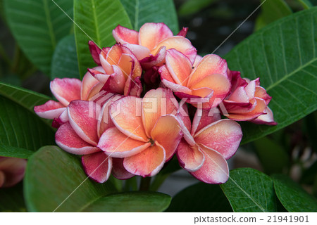 plumeria flower with snail,select focus. 21941901