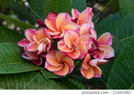 plumeria flower,select focus. 21941902