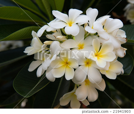 plumeria flower,select focus. 21941903