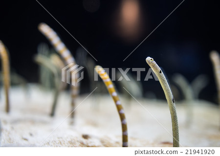 中國鰻魚 中國鰻魚 21941920