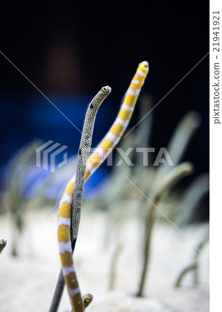 Chinanago與Nishiki Nago有關 Chinanago與Nishiki Nago有關 21941921