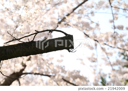 cherry blossom, cherry tree, spring 21942009