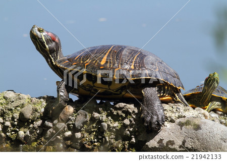 紅烏龜 紅烏龜 21942133