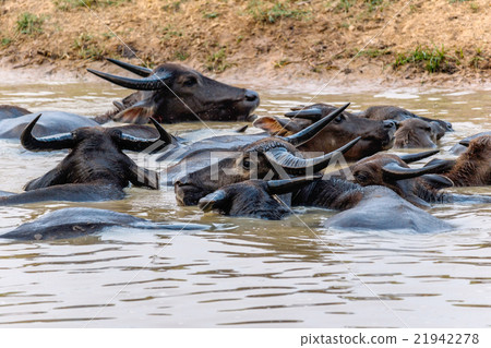Herd of Thai buffalo cooling during the day 21942278