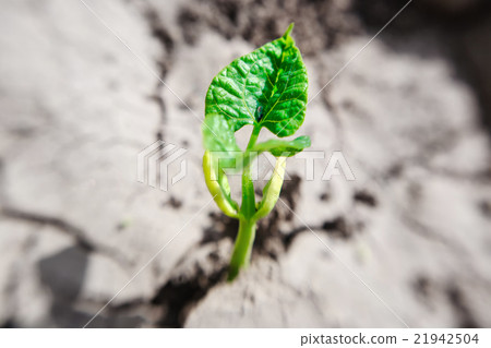 Macro of bean germ over soil background Macro of bean germ over soil background 21942504
