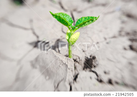Macro of bean germ over soil background Macro of bean germ over soil background 21942505