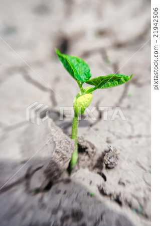 Macro of bean germ over soil background Macro of bean germ over soil background 21942506