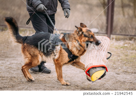 German Shepherd Dog training. Biting dog. German Shepherd Dog training. Biting dog. 21942545