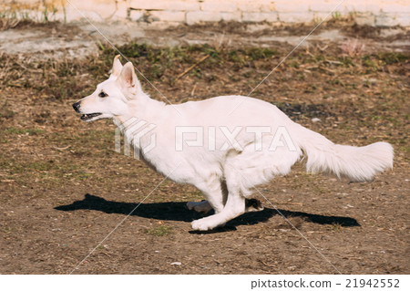 Running White Swiss Shepherd Dog Berger Blanc 21942552