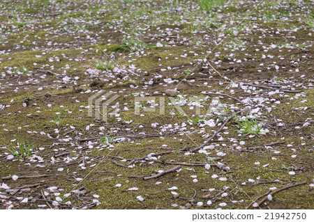 Cherry blossom petals covering the ground 21942750