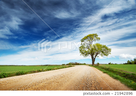 Lonely tree in spring near gravel road 21942896