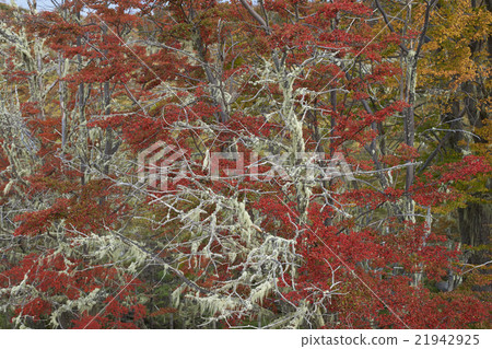 Autumn in Patagonia Autumn in Patagonia 21942925