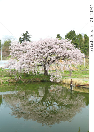 Cherry Blossoms of Arisui - 2016 Spring 21943744