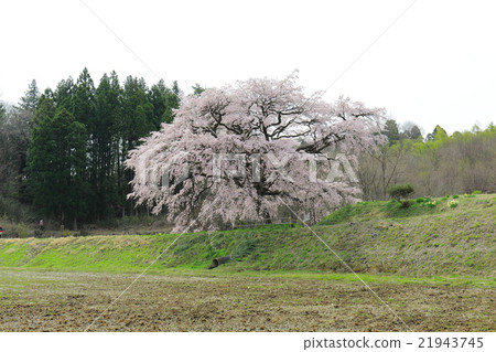 Cherry Blossoms of Arisui - 2016 Spring 21943745