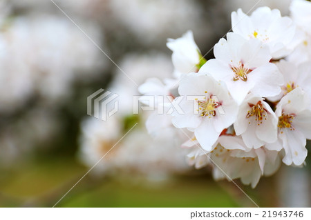 Sakura of Yayoi ~ 2016 Spring 21943746