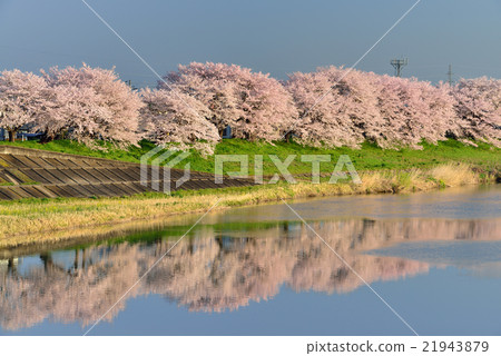 Shiroishi River Tsutsumi Ichimoku Senbonzakura 21943879