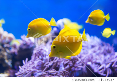 tropical fish, fish, fishes 21943937