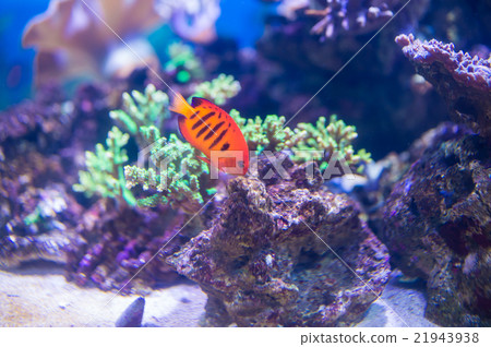 tropical fish, fish, fishes 21943938