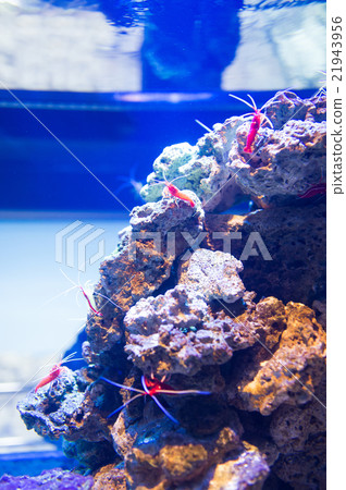 skunk shrimp, lysmata amboinensis, torrid zone 21943956