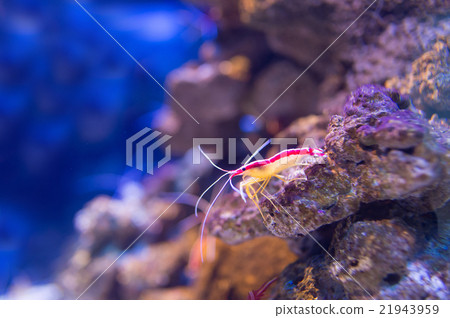 熱帶地區 熱帶魚 水族館 21943959