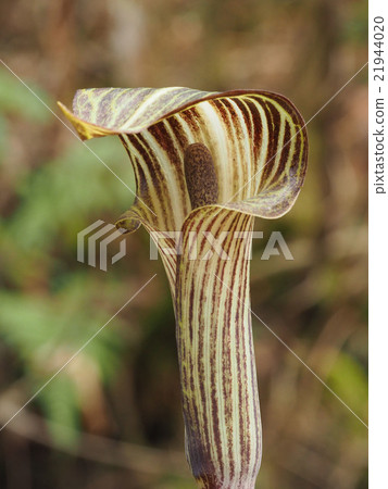 Higan Mamushigusa 21944020