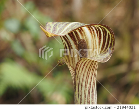 Higan Mamushigusa 21944021